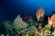 Siphonogorgia godeffroyi Echinopora hirsutissima Ambiance-Moga Island Inner pinacle-36m-20180530-Denis-ADER-DSC_2128_tn